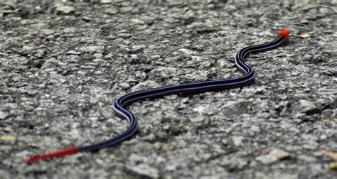 Blue Coral Snake - Facts, Diet, Habitat & Pictures on Animalia.bio