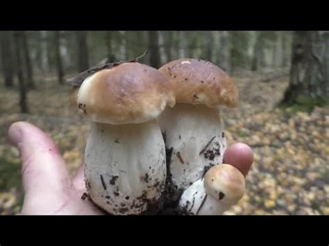 ГРИБЫ КРУГЛЫЙ ГОД! КАКИЕ Съедобные ГРИБЫ РАСТУТ В РАЗНЫЕ СЕЗОНЫ ГОДА ...
