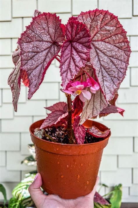 A Guide For Successful Begonia Care Artofit