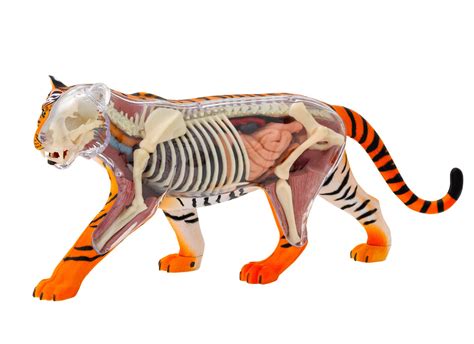 Anatomy Of A Tiger