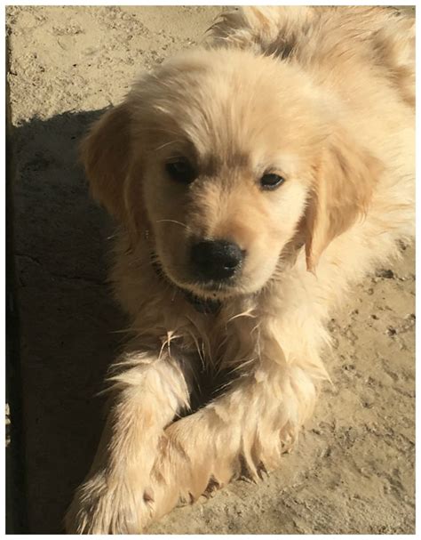 PUPPY SURPRISE! — Sheaffer Told Me To