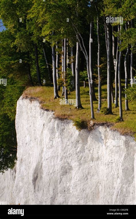 The Famous Chalk Cliffs At Ruegen Island Baltic Sea Germany Europe