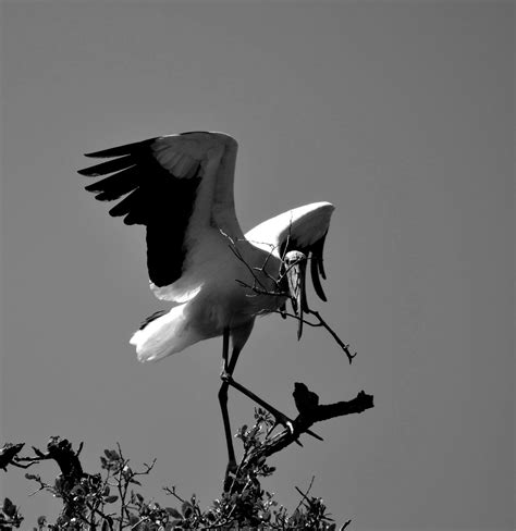 Wood Stork Nesting Free Stock Photo - Public Domain Pictures