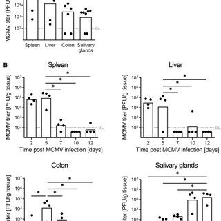 MCMV Replication In The Colon BALB C Mice Were Infected I P With