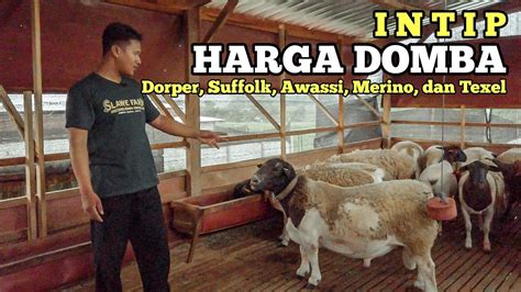 Review Harga Domba Dorper Suffolk Awassi Merino Dan Texel Kualitas