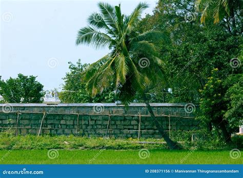 Landscape View Of The Rice Field Along With Coconut Tree Tamil Nadu