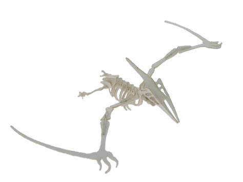 Pterodactyl Model