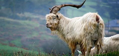 10 Weird Goat Breeds That'll Freak You Out | Pagista