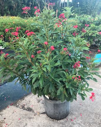 Coral Plant Jatropha Multifida Smarty Plants Nursery