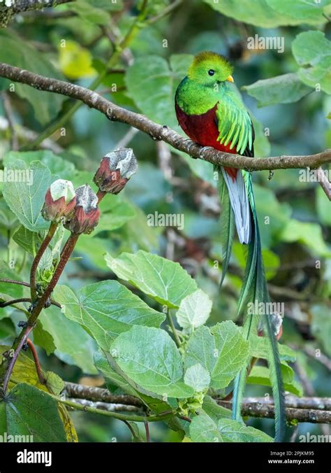 Resplendent Quetzal Costa Rica Stock Photo Alamy