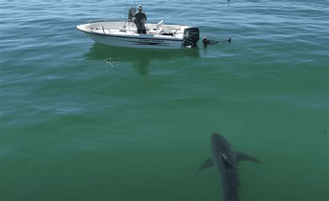 Fisherman Taking A Dip Narrowly Avoids Great White Shark Attack By ...