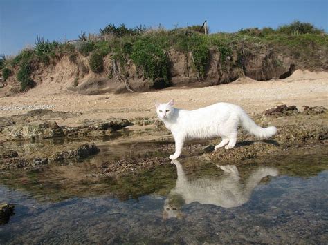 The Reflex Su Pallosu The Only Feline Colony Where Cats Enjoy Seaside