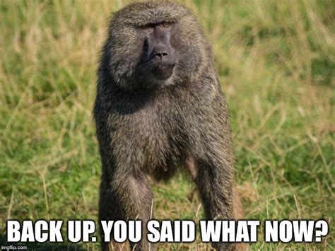 baboon Memes & GIFs - Imgflip