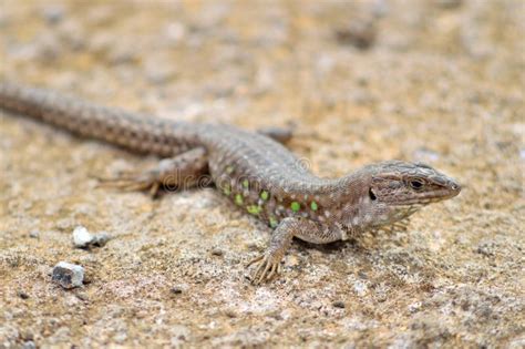 Atlantic Lizard Lanzarote Canary Islands Stock Image Image Of Rock