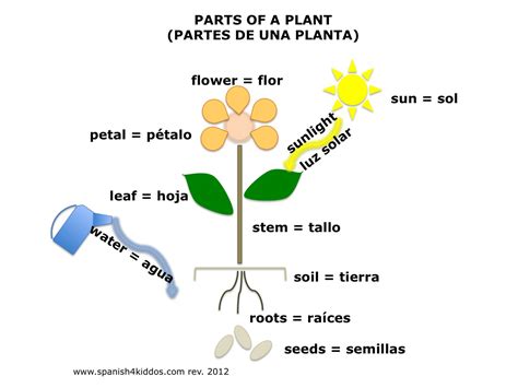 Plant Diagram With English And Spanish Terms Spanish4Kiddos Tutoring