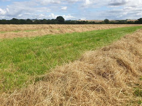 Hay making - OLMC