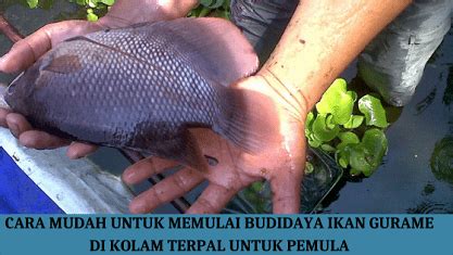 Cara Mudah Untuk Memulai Budidaya Ikan Gurame Di Kolam Terpal Untuk Pemula