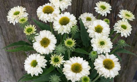 Plant Growers Australia Echinacea White Perfection Sunseekers