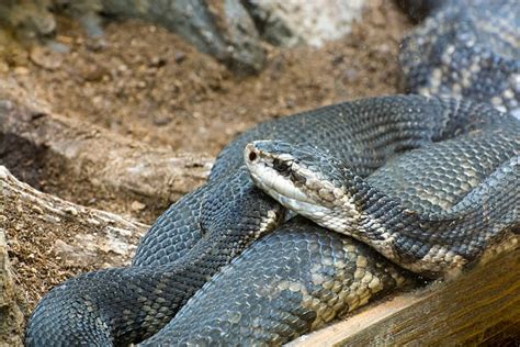 Cottonmouth Water Moccasin Snake Pictures, Images and Stock Photos - iStock