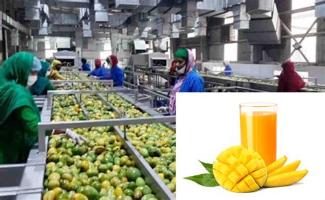 What Is Industrial Processing Of Mango Juice