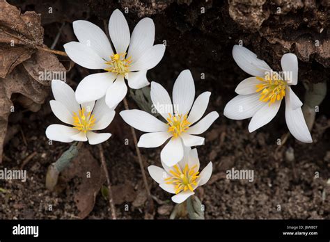 Bloodroot Flowers Sanguinaria Canadensis In The Spring Stock Photo