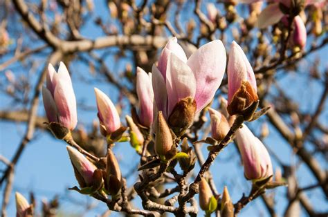 Bildet Landskap Tre Natur Gren Blomstre Anlegg Blad Blomst