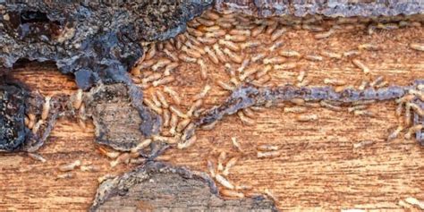 Interesting Facts About Termites Suburban Exterminating