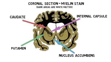 2-Minute Neuroscience: Striatum - The Mind Voyager