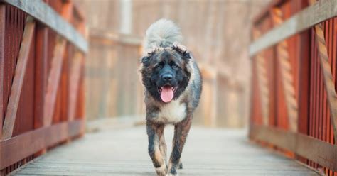 Berger Du Caucase Le Chien Le Plus Courageux Du Monde