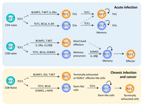 Ijms Free Full Text The Transcription Factor Tcf1 In T Cell