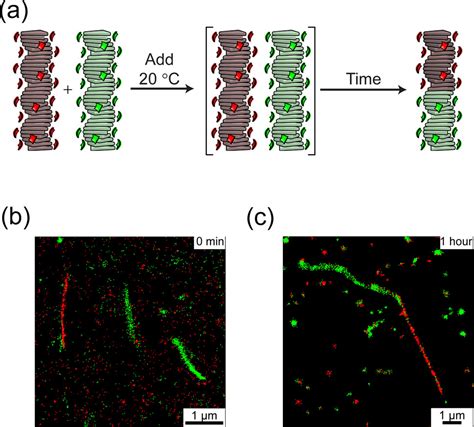 Supramolecular Block Copolymers Under Thermodynamic Control Journal