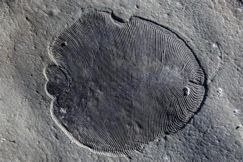 Mysterious Fossil Could Be Oldest Known Animal—if Scientists Can Agree