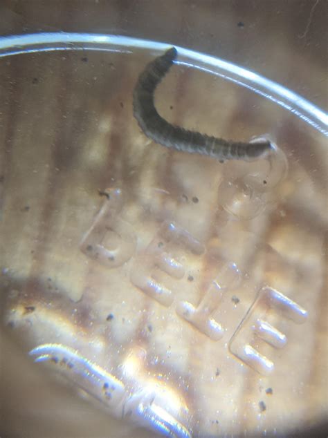 What Is This Tiny Wiggle Worm Its Living With Like 10 Of Its Buddies