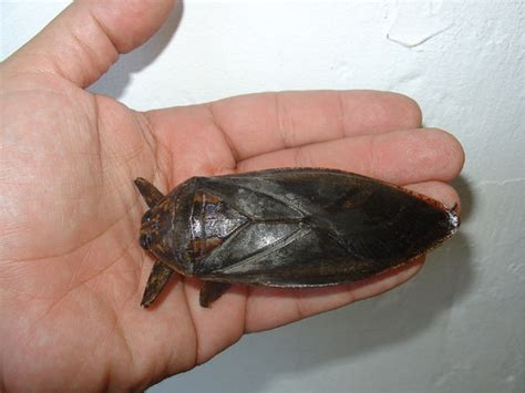 Lethocerus Delpontei One Of The Largest Species Of Giant Water Bugs