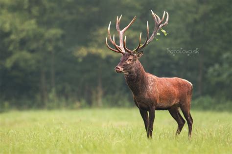 Jeleň Lesný Cervus Elaphus Fotogaléria Fotolovcisk