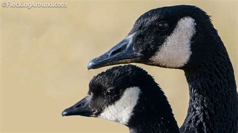 Canada Goose vs Cackling Goose - White-Cheeked Goose ID