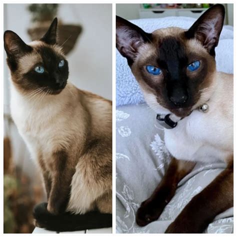 different kinds of siamese cats 7
