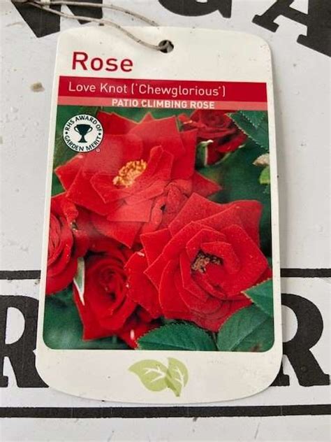 Love Knot Chewglorious Climbing Rose Bare Root Newgate Nurseries