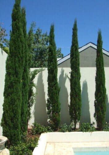 Cupressus 'Glauca Pencil Pine' - Hello Hello Plants & Garden Supplies