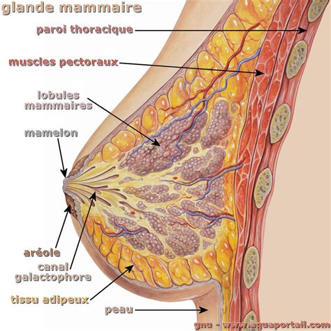 Canal Galactophore D Finition Et Explications