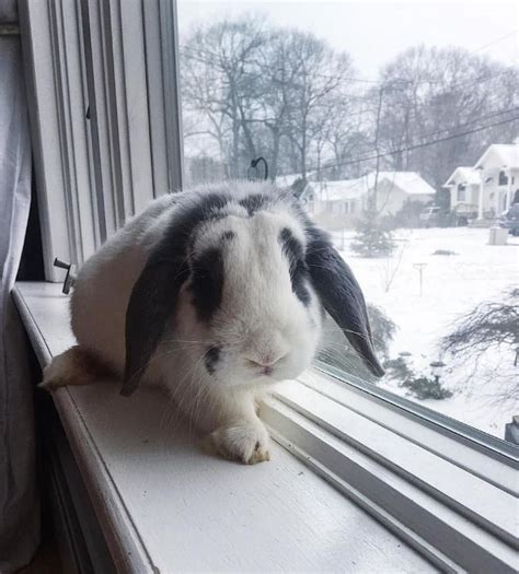 Lets Go Out And Build A Snow Man Cute Animals Cute Bunny Bunny