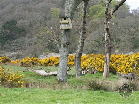 Barn Owl Boxes For Trees The Barn Owl Trust