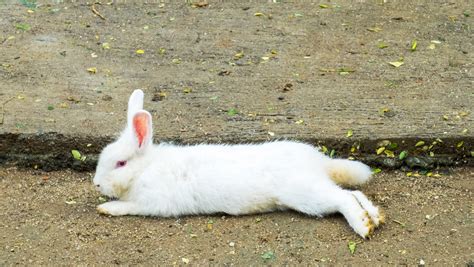 Bunny Laying Down Behavior Health And Care Insights Everbreed