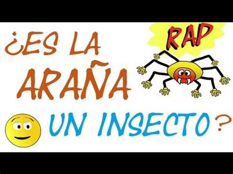 ES LA ARAÑA UN INSECTO El RAP DE LOS ARÁCNIDOS Videos de arañas