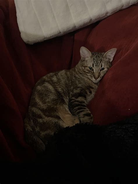 what is my cats breed 3