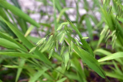 Gr Ser F R Schatten Und Halbschatten Gartenlexikon De