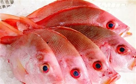 panduan lengkap  budidaya ikan kakap merah bagi pemula  sukses
