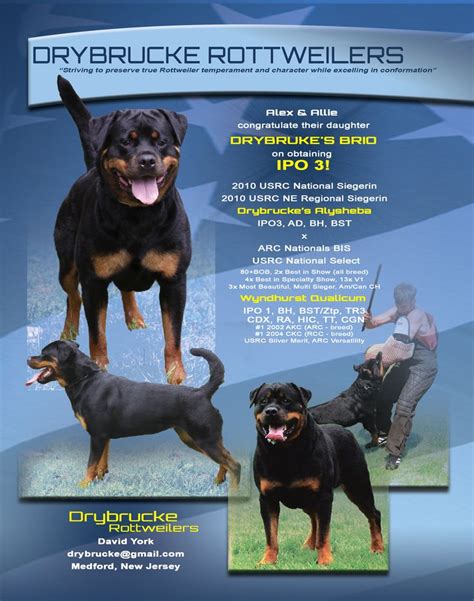 An Advertisement With Three Rotweilers On It S Front Page And The