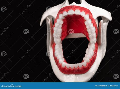 Human Jaw With Teeth And Gums Anatomy Model Isolated On Black