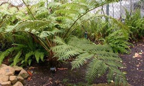 Flying Spider Monkey Tree Fern Cyathea Lepifera